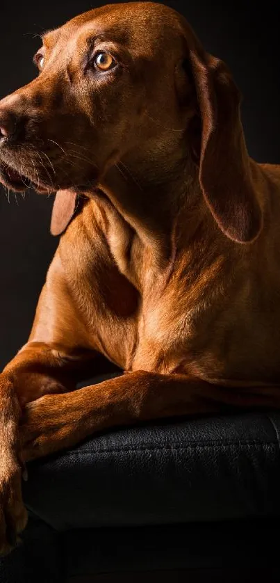 Elegant brown dog in a dark setting.