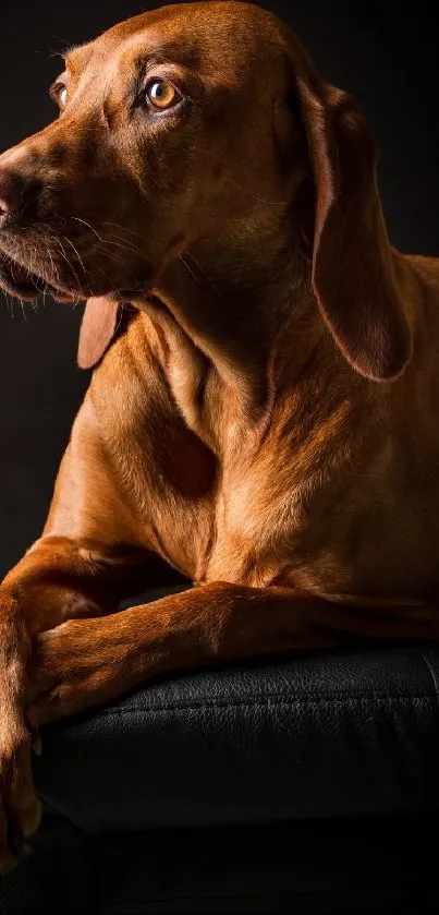 Brown dog sitting on a chair against a dark background.