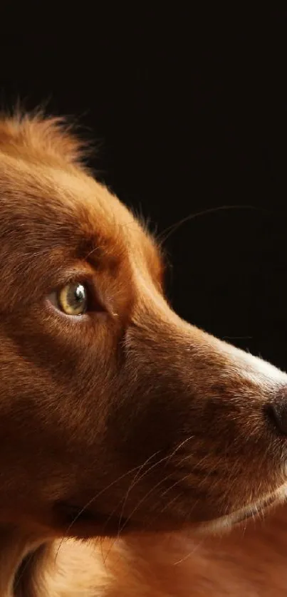 Profile of a brown dog against a dark background for mobile wallpaper.