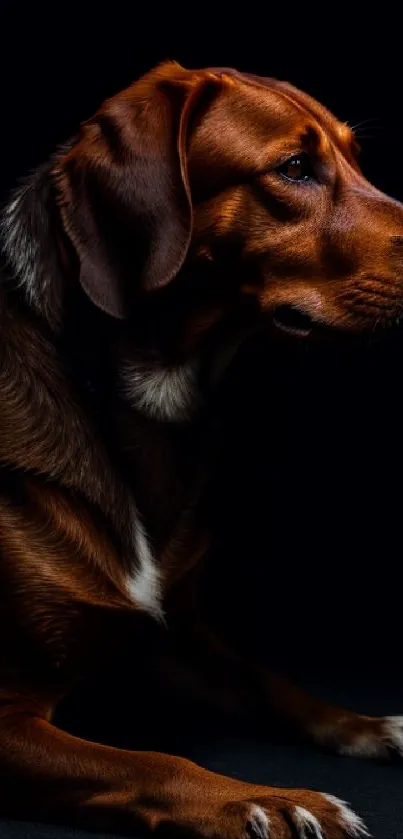 Silhouette of a brown dog against a dark background.