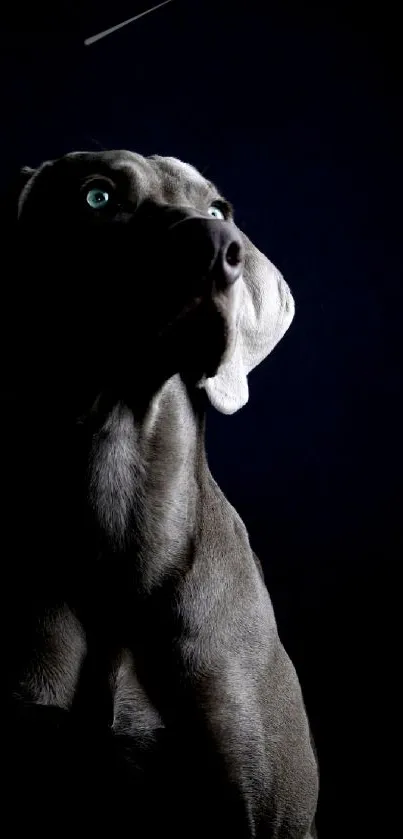 Elegant dog silhouette with dark background.