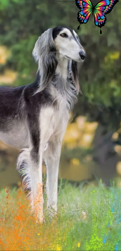 Elegant dog with a colorful butterfly in a grassy field.