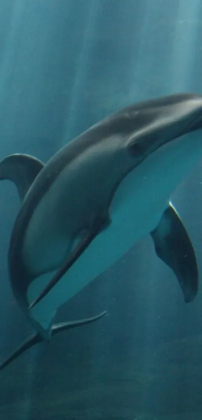 Dolphin swimming gracefully in deep blue ocean.