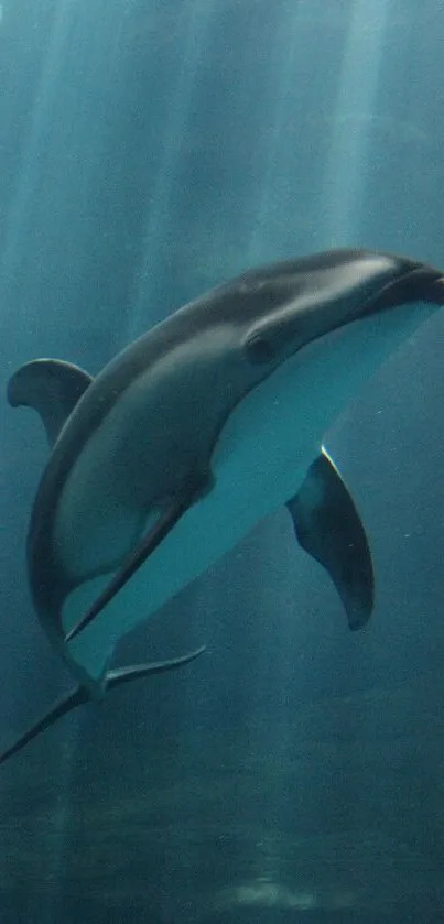 Dolphin gliding gracefully underwater in a deep blue ocean.