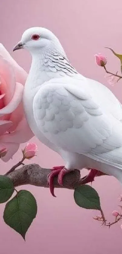 White dove perched on branch with pink roses and pink background.