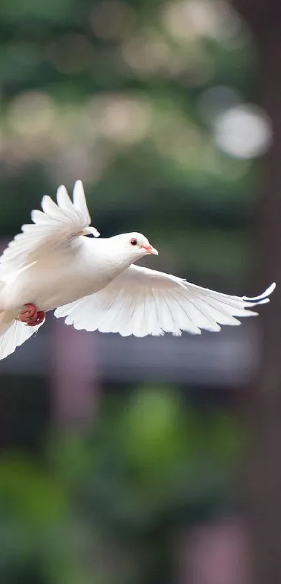 A white dove gracefully flying in a lush green forest setting.