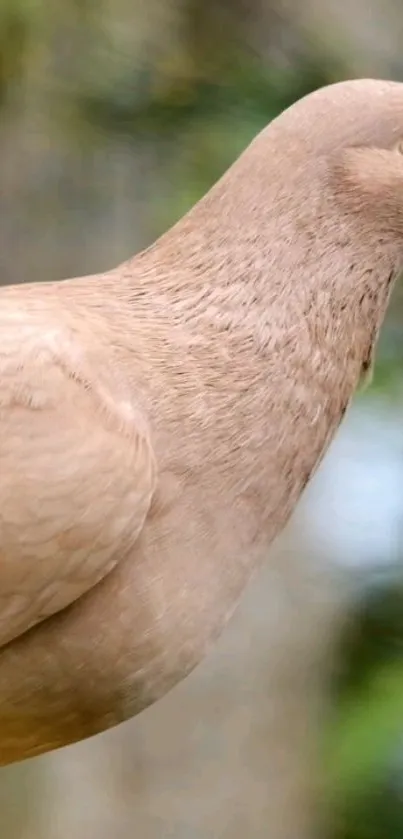 Beige dove in profile view with serene background.