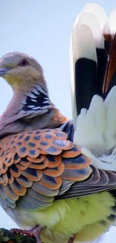 Elegant dove perched on branch with vibrant feathers.