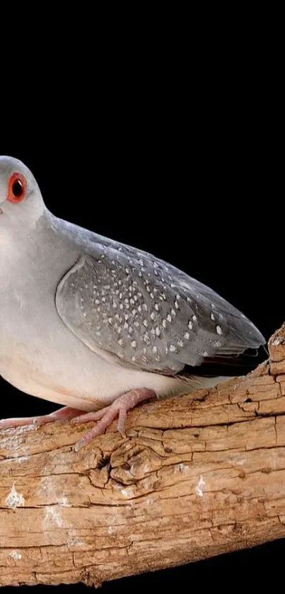 Delicate dove perched on rustic branch on black background.