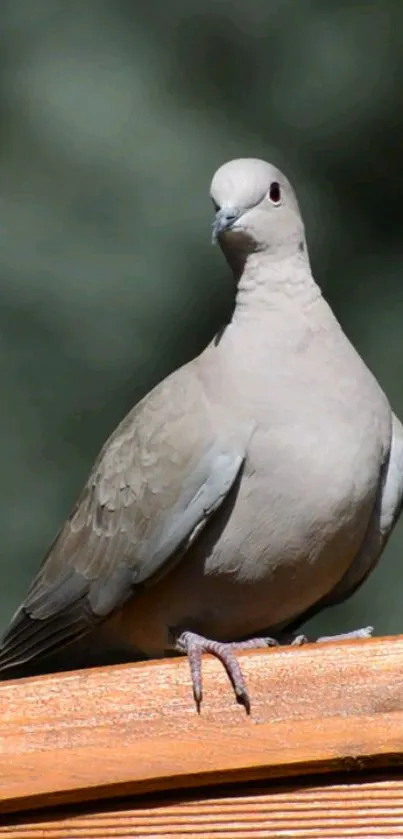 Dove standing on wooden perch in natural setting.