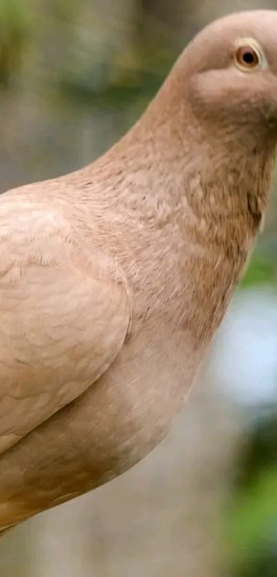 Close-up of a brown dove in nature, displaying serene elegance.