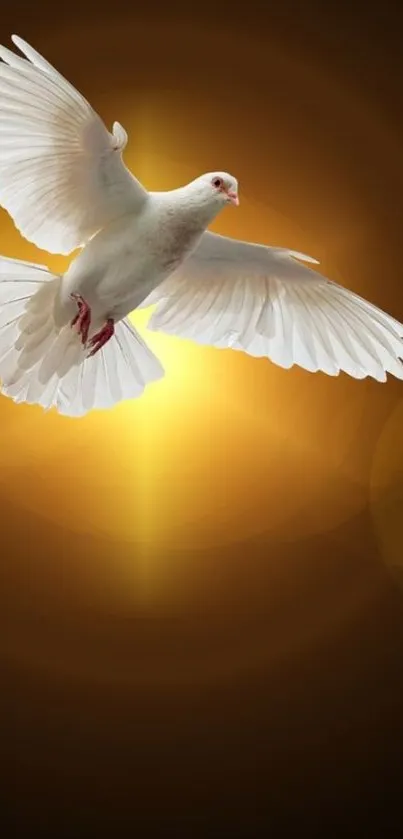 White dove soaring in golden light with serene background.