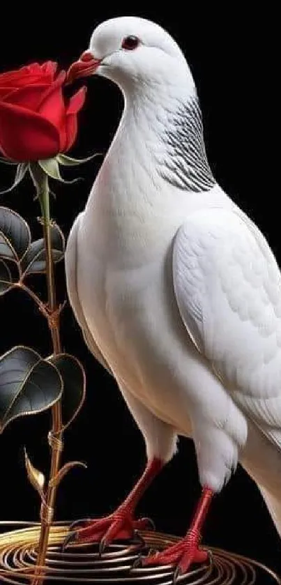 White dove holding a red rose on a dark background.