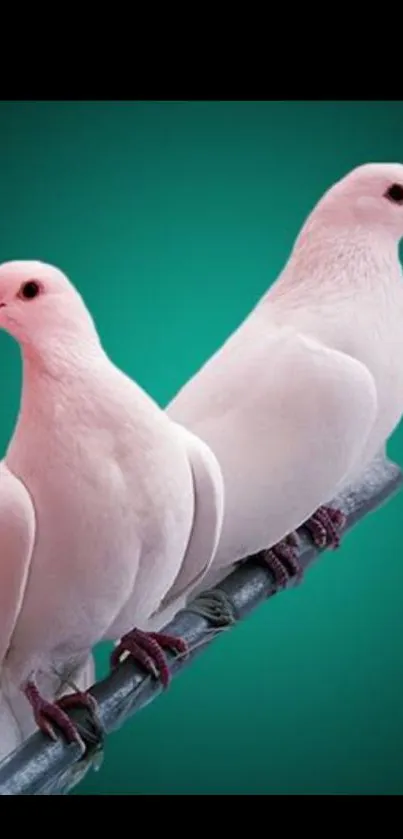 Two white doves on a branch with aqua background.