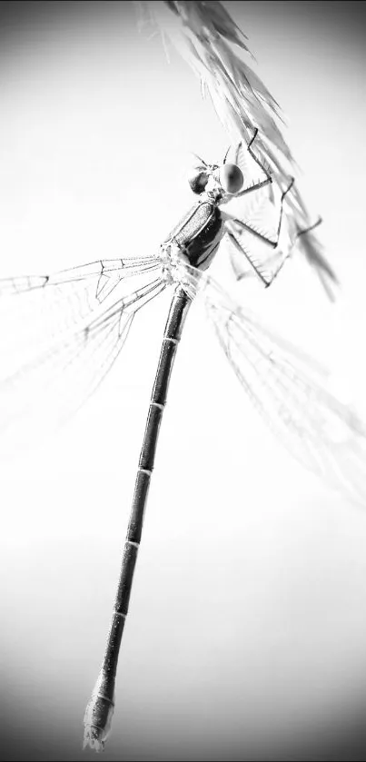 Monochrome dragonfly perched on a twig.