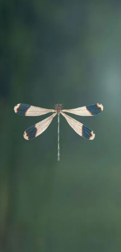 Elegant dragonfly with detailed wings on a green blurred background.