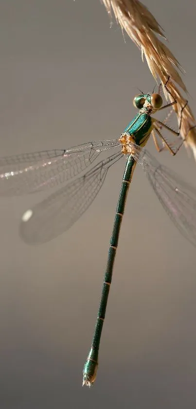 Elegant dragonfly perched on a plant against a soft background.