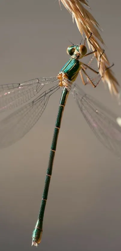 Close-up of a dragonfly perched on a branch with detailed wings and a beige background.