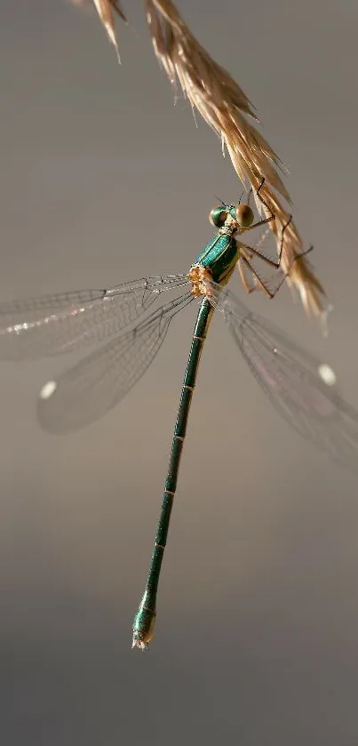 Graceful dragonfly perched on a branch in soft focus.