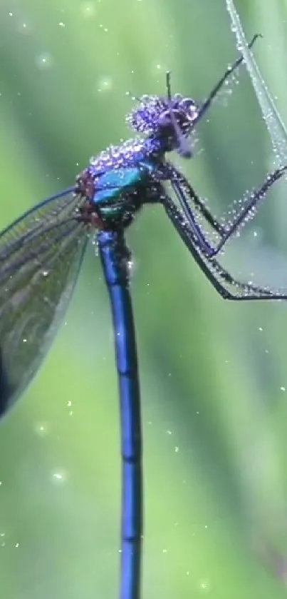 Close-up of dragonfly on a lush green leaf, sparkling in natural light.