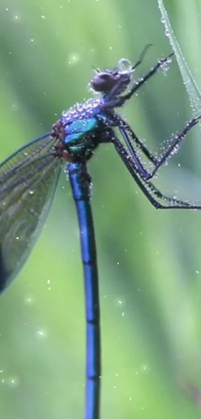 Elegant dragonfly poised gracefully on a green leaf with dew drops.