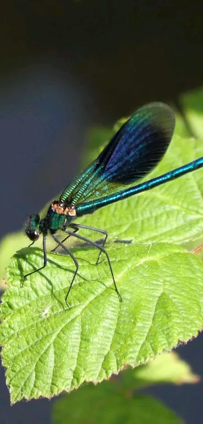 Elegant dragonfly on a green leaf nature wallpaper.