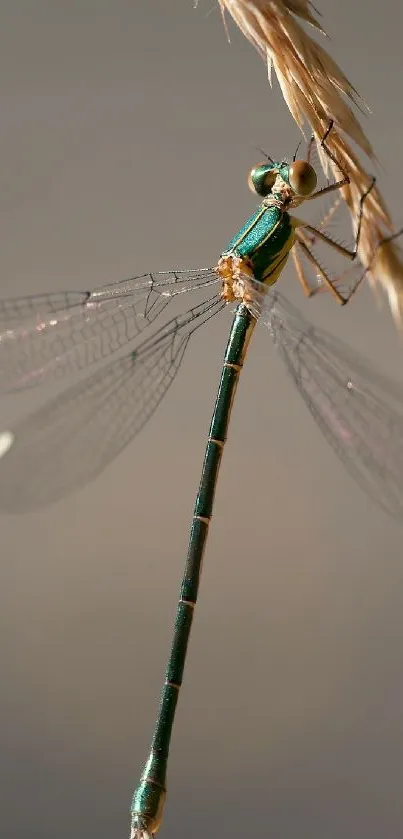 Dragonfly perched on golden wheat stalk close-up.