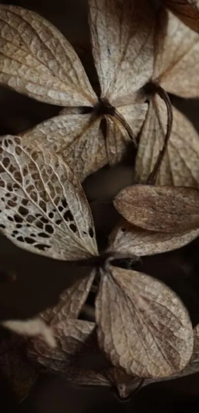 Close-up of dried leaves in earthy tones.