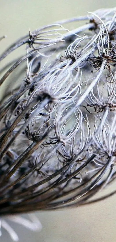 Close-up of a dried plant with intricate patterns.