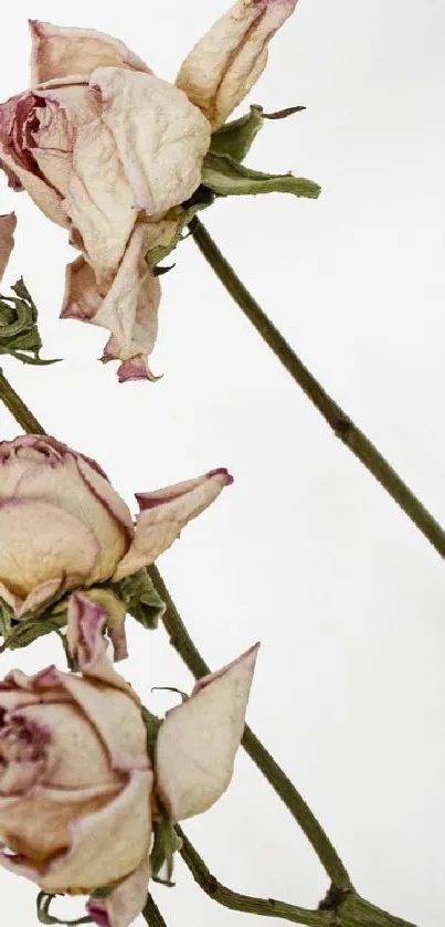 Wallpaper with elegant dried roses and stems on a white background.