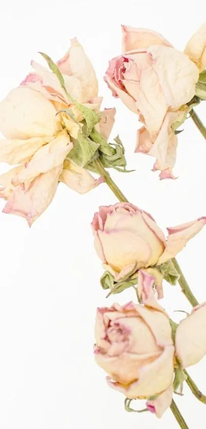 Close-up of delicate dried roses on a white background wallpaper.