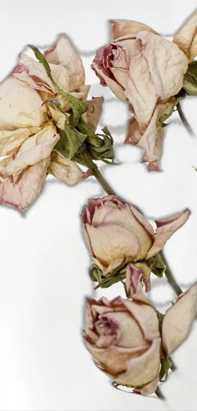 Dried roses wallpaper with elegant floral design.