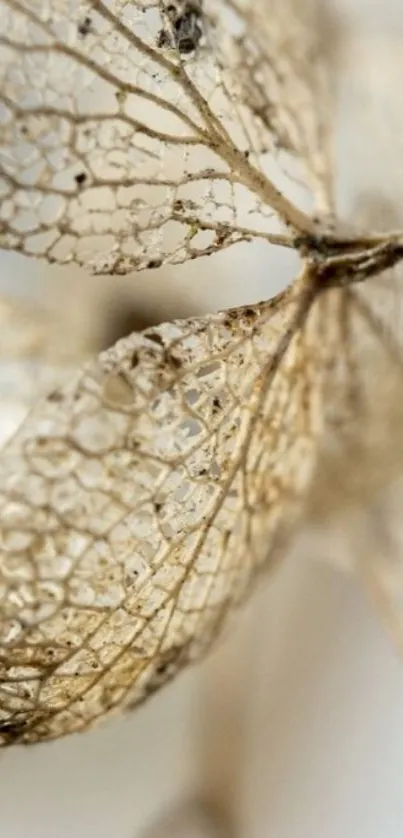 Intricate dry leaf with earthy tones, elegant design.