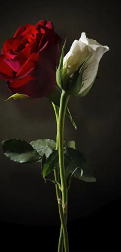 Red and white roses against a dark background wallpaper.