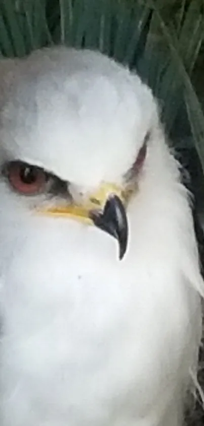 Majestic eagle perched among lush greenery with a focused gaze.