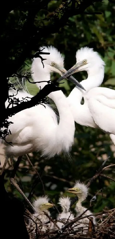 Elegant egrets nesting peacefully in a lush green forest.