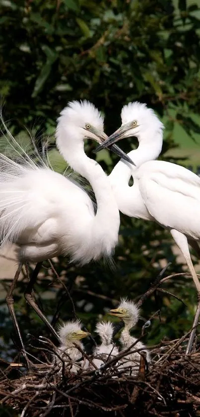 Elegant egrets in a nest with chicks on a beautiful green background.