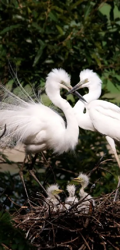 Elegant egrets in their nest surrounded by lush greenery.