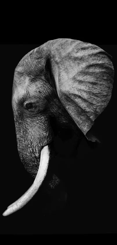 Black and white elephant wallpaper with a dark background.