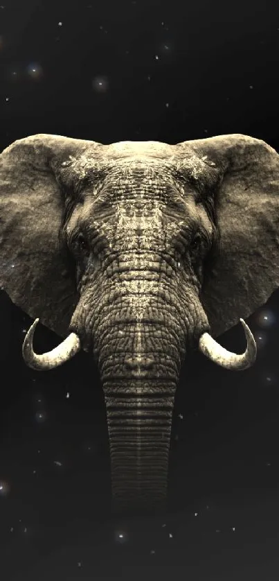 Elegant elephant on black background wallpaper.