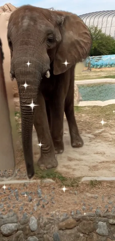 Elephant standing in enclosure with sparkles.