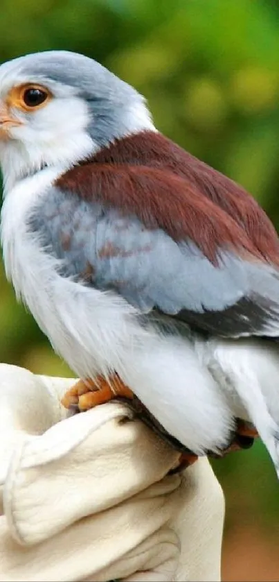 Mobile wallpaper of a falcon sitting gracefully on a hand.