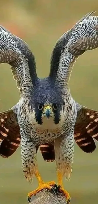 Falcon perched on branch with brown backdrop.