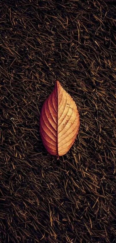 Single brown leaf on dark textured background wallpaper.