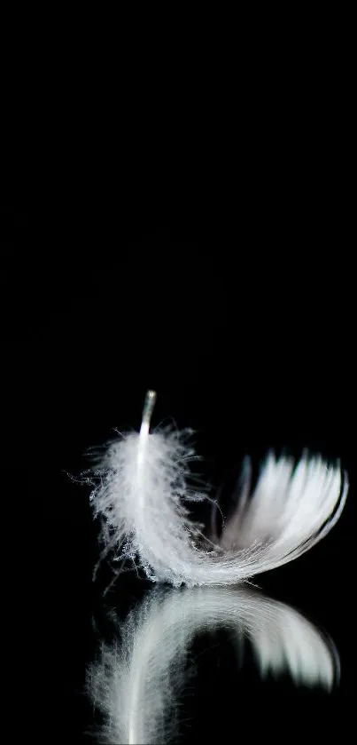 Elegant black and white feather wallpaper for mobile.