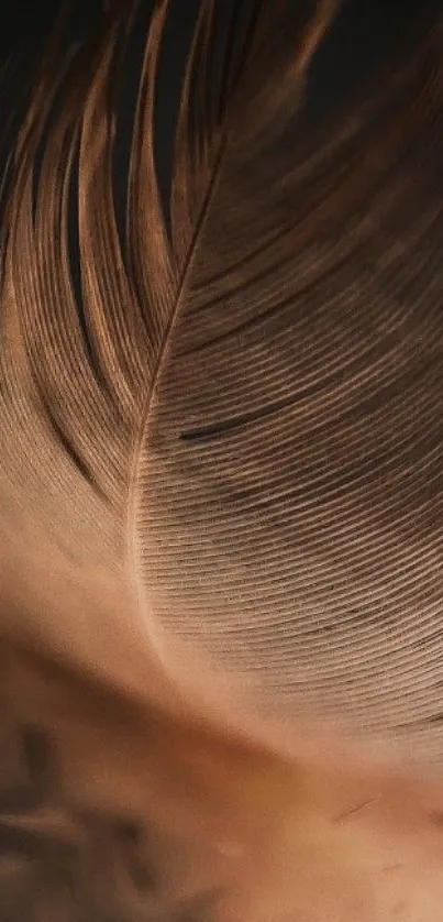 Close-up of an elegant brown feather in soft focus.