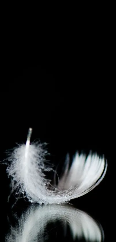 Minimalist white feather on black background mobile wallpaper.