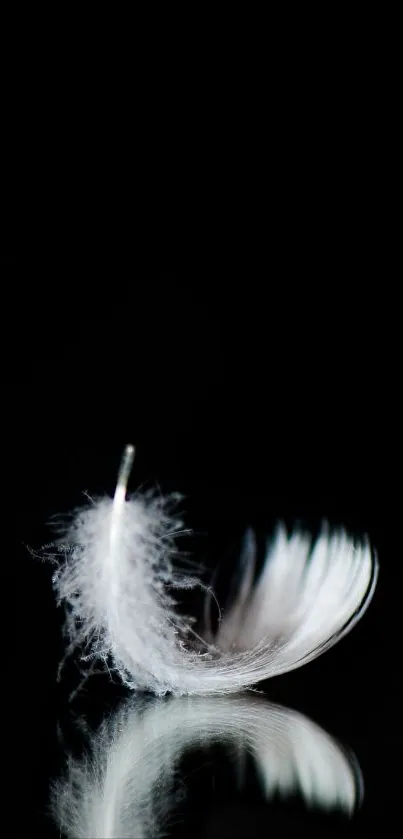 White feather with reflection on black background wallpaper.