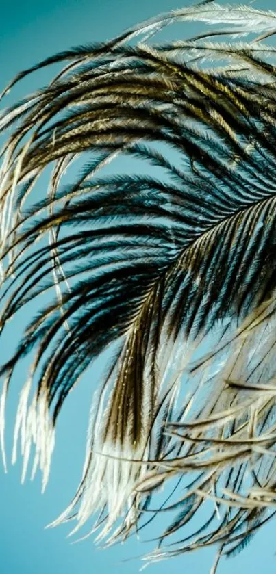 Elegant feather with blue background wallpaper.