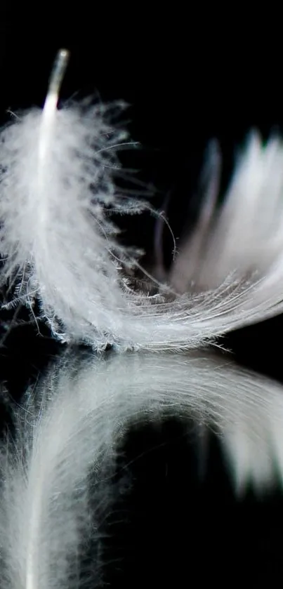 Elegant white feather resting on black mirror.